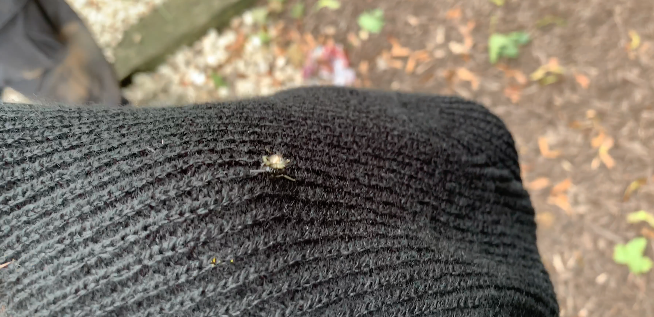 Bees attacking an Electrician in West Chester PA