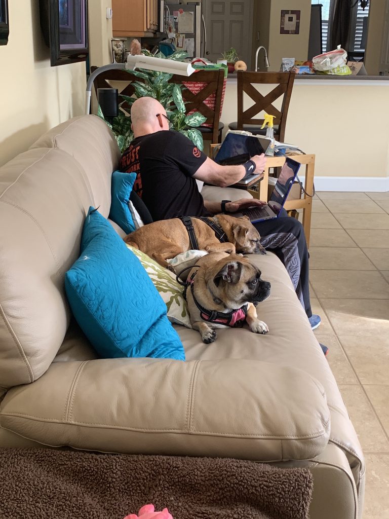 Needy Office Dog / Pug While on a Zoom Conference