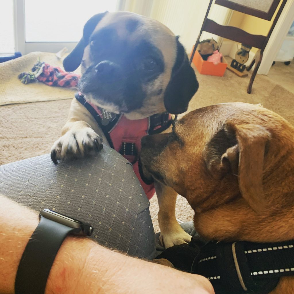Needy Office Dog / Pug While on a Zoom Conference