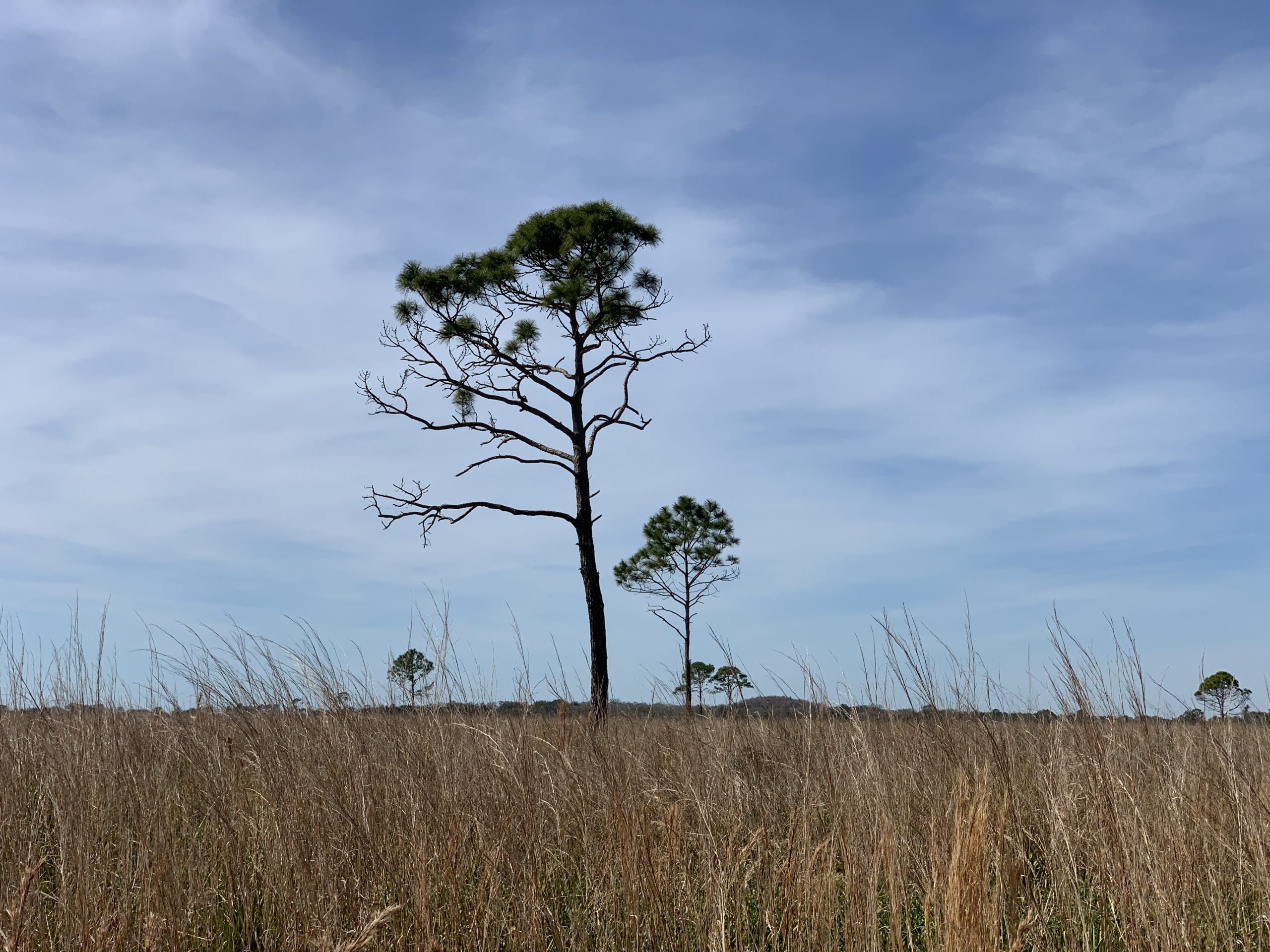 the Deep Hole at Myakka State Park Florida