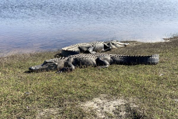 IMG_5556 Huge Alligators at Deep Hole in Myakka State Park Florida