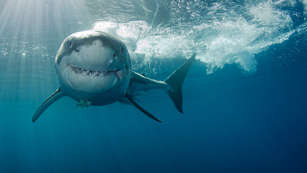 Great White Shark close up in Massachusetts salt pond