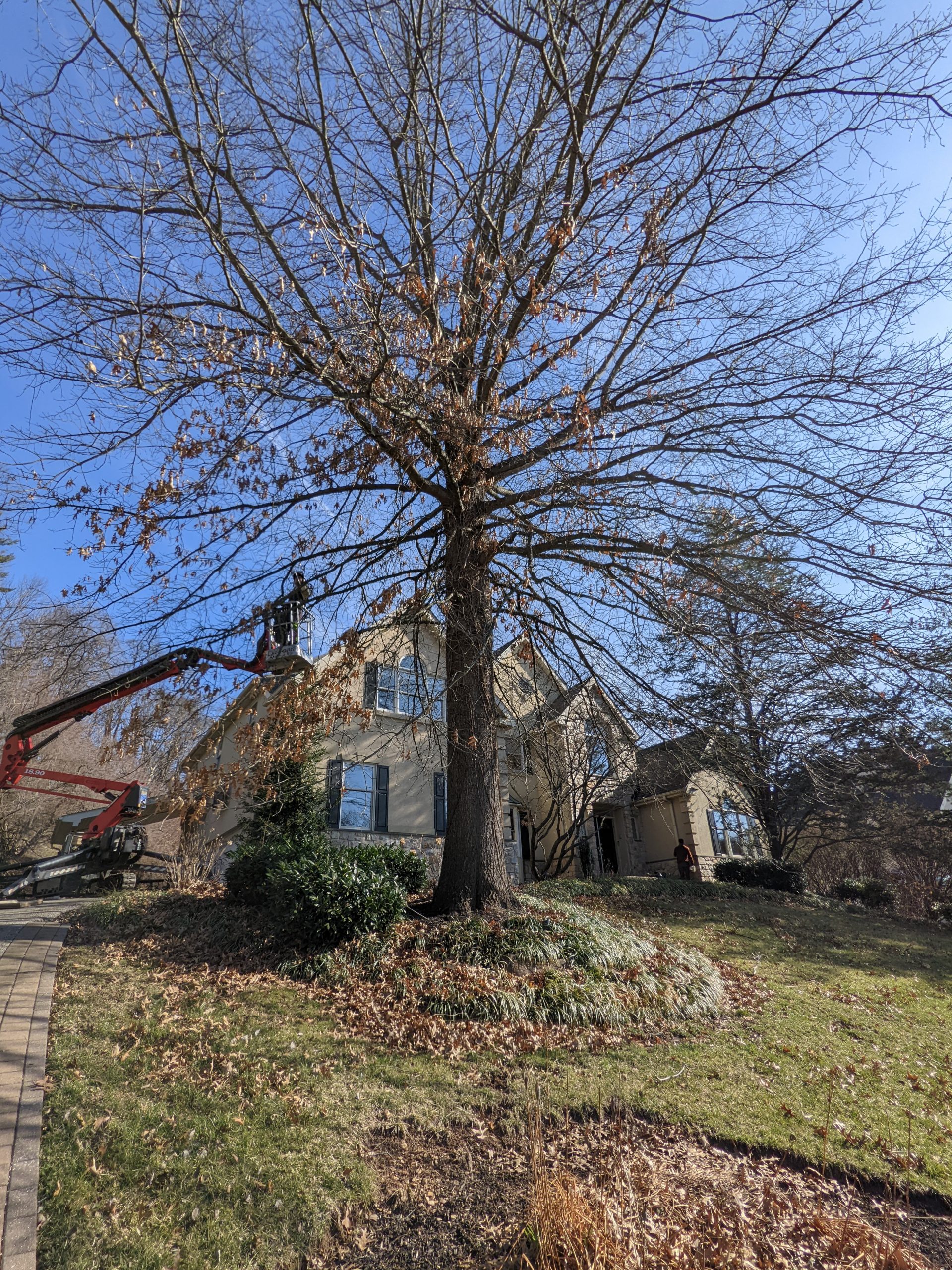 Big Tree Falling Tree Removal by Practiced Hands Tree Care in Devon PA